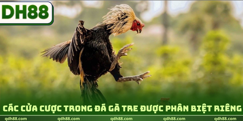 Đá Gà Tre DH88 | Khám Phá Sức Hút Từ Những Chiến Kê Nhỏ Các cửa cược trong đá gà tre được phân biệt riêng