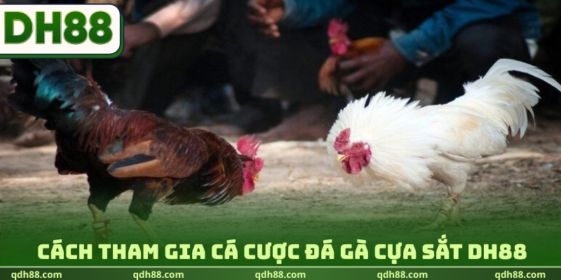 Cách tham gia cá cược đá gà cựa sắt DH88