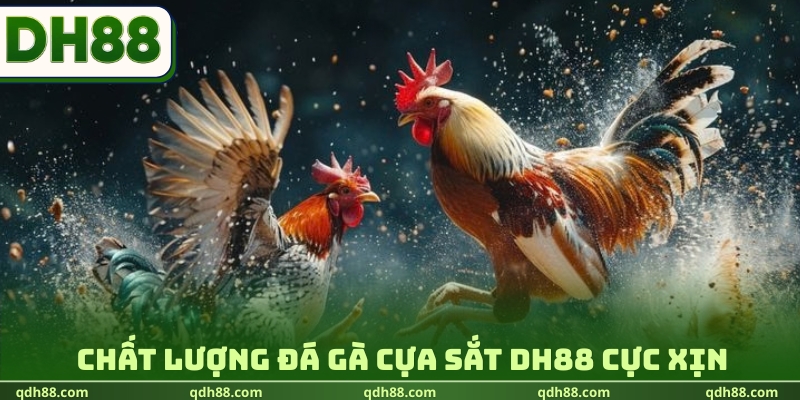 Chất lượng đá gà cựa sắt DH88 cực xịn