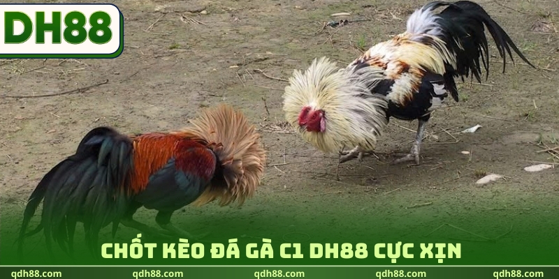 Đá gà C1 DH88 - Theo Dõi Giải Đấu Kinh Điển Cực Hot 2026 Chốt kèo đá gà C1 DH88 cực xịn