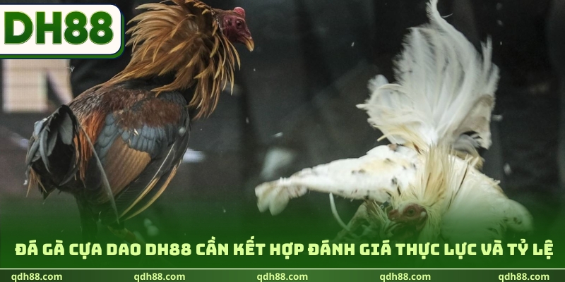 Đá gà cựa dao DH88 cần kết hợp đánh giá thực lực và tỷ lệ