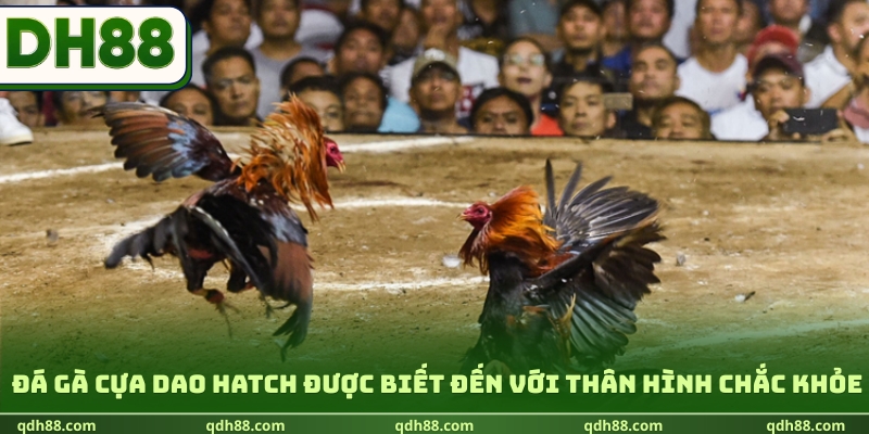Đá gà cựa dao Hatch được biết đến với thân hình chắc khỏe