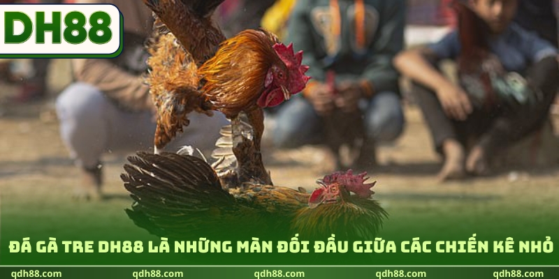 Đá Gà Tre DH88 | Khám Phá Sức Hút Từ Những Chiến Kê Nhỏ Đá gà tre DH88 là những màn đối đầu giữa các chiến kê nhỏ