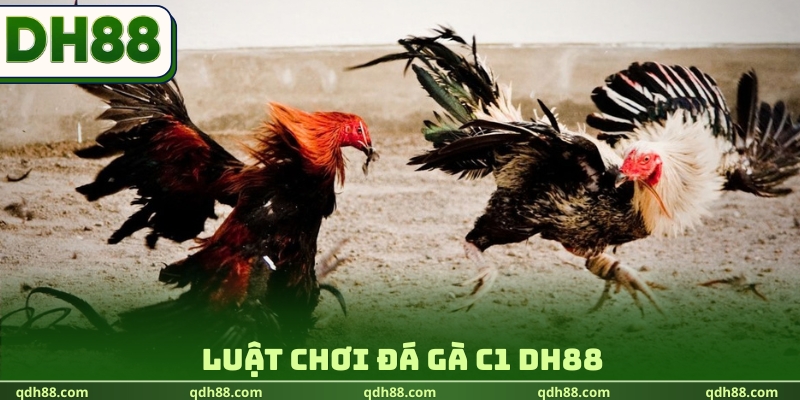 Đá gà C1 DH88 - Theo Dõi Giải Đấu Kinh Điển Cực Hot 2026 Luật chơi đá gà C1 DH88