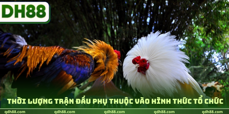 Đá Gà Tre DH88 | Khám Phá Sức Hút Từ Những Chiến Kê Nhỏ Thời lượng trận đấu phụ thuộc vào hình thức tổ chức