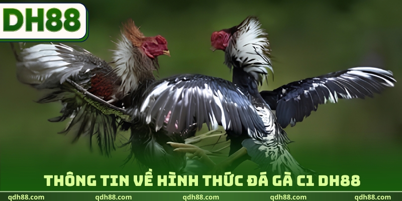 Đá gà C1 DH88 - Theo Dõi Giải Đấu Kinh Điển Cực Hot 2026 Thông tin về hình thức đá gà C1 DH88
