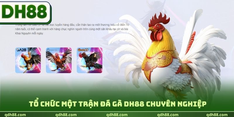 Tổ chức một trận đá gà DH88 chuyên nghiệp